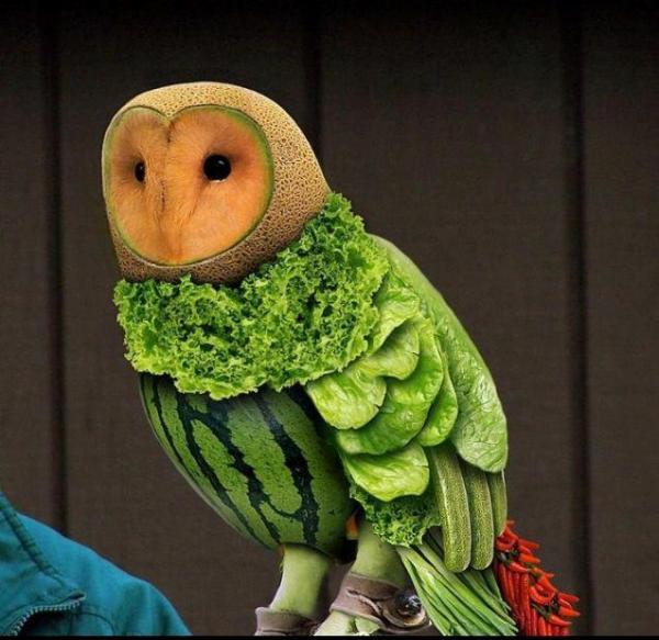 fruit owl